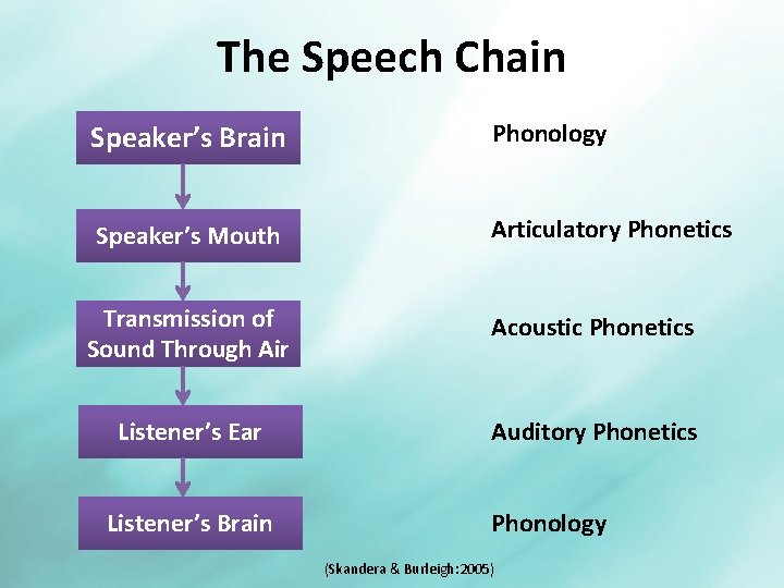 The Speech Chain Speaker’s Brain Phonology Speaker’s Mouth Articulatory Phonetics Transmission of Sound Through