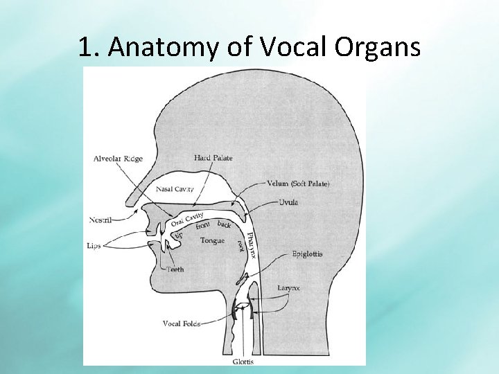 1. Anatomy of Vocal Organs 