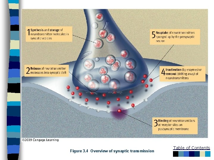 Figure 3. 4 Overview of synaptic transmission Table of Contents 