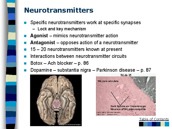 Neurotransmitters n Specific neurotransmitters work at specific synapses – Lock and key mechanism n