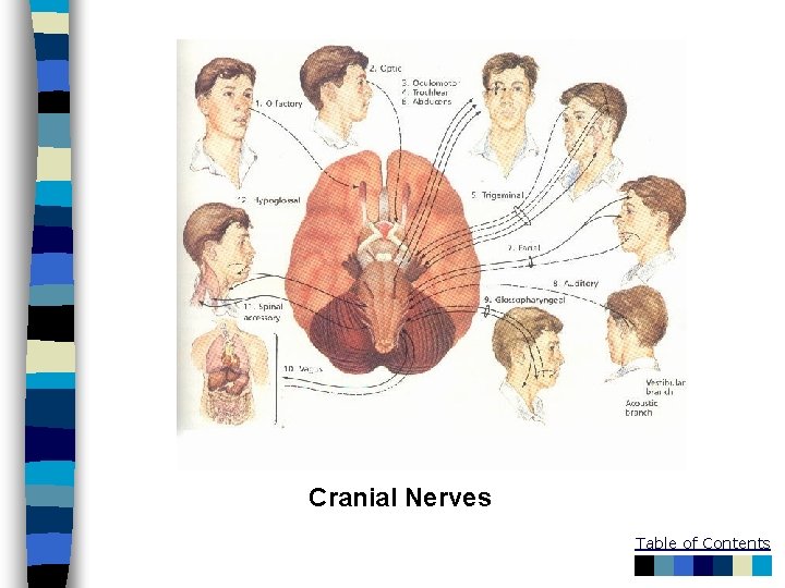Cranial Nerves Table of Contents 