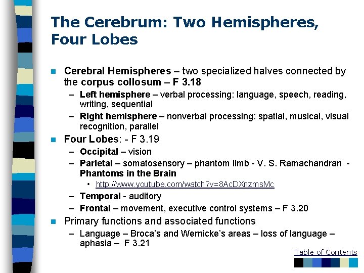 The Cerebrum: Two Hemispheres, Four Lobes n Cerebral Hemispheres – two specialized halves connected