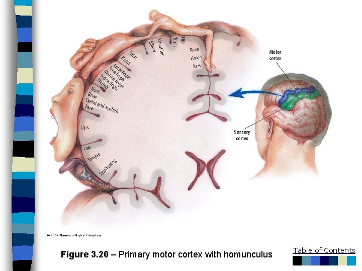 Figure 3. 20 – Primary motor cortex with homunculus Table of Contents 