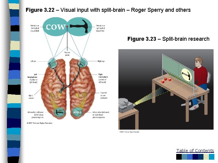 Figure 3. 22 – Visual input with split-brain – Roger Sperry and others Figure