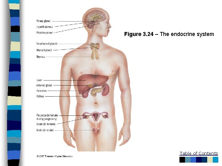 Figure 3. 24 – The endocrine system Table of Contents 