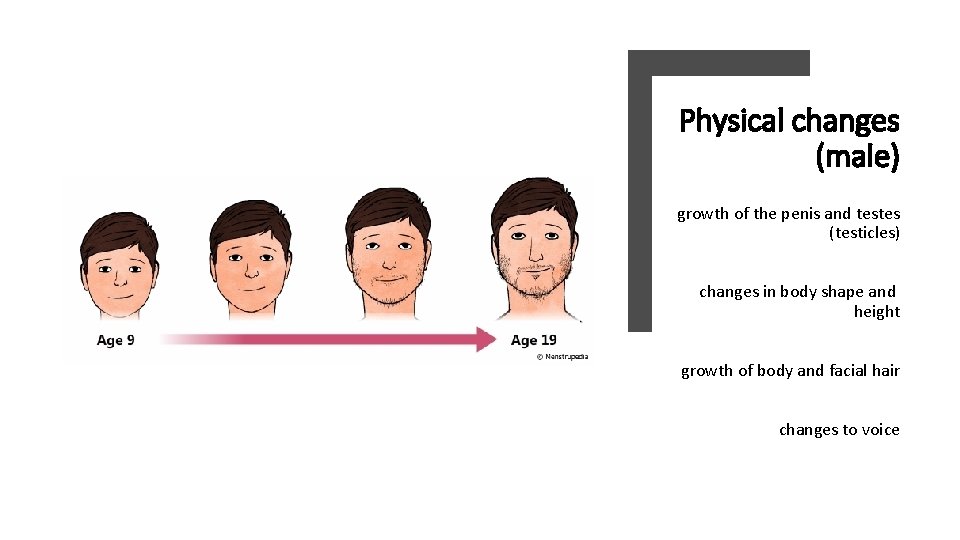 Physical changes (male) growth of the penis and testes (testicles) changes in body shape