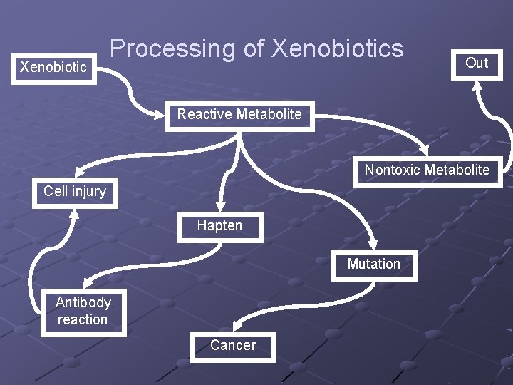 Xenobiotic Processing of Xenobiotics Out Reactive Metabolite Nontoxic Metabolite Cell injury Hapten Mutation Antibody