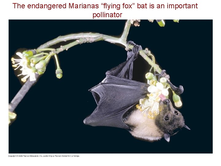 The endangered Marianas “flying fox” bat is an important pollinator 