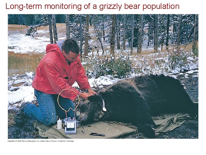 Long-term monitoring of a grizzly bear population 