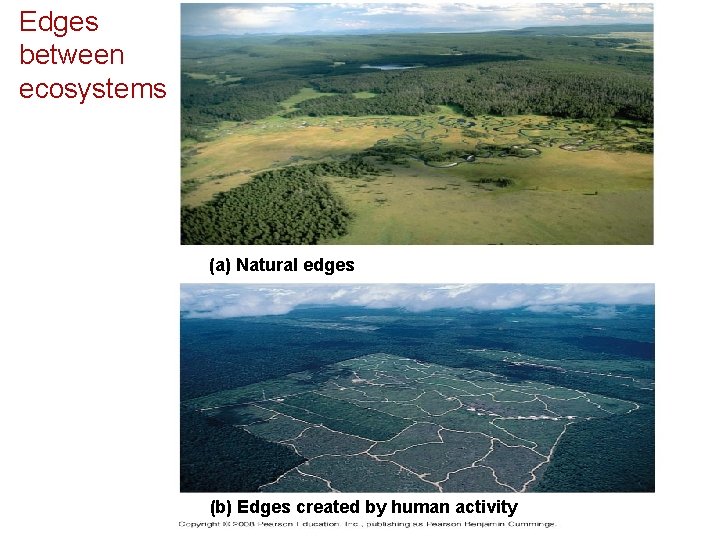 Edges between ecosystems (a) Natural edges (b) Edges created by human activity 