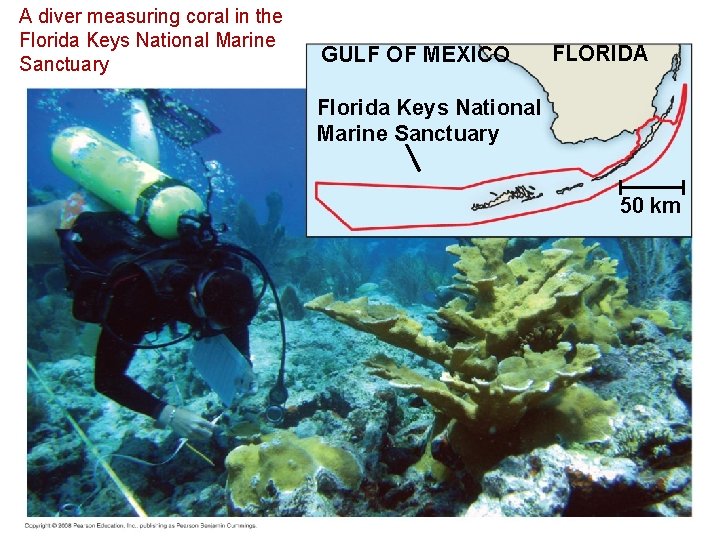 A diver measuring coral in the Florida Keys National Marine Sanctuary GULF OF MEXICO