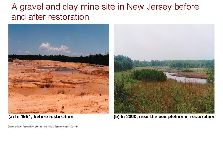 A gravel and clay mine site in New Jersey before and after restoration (a)