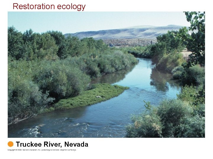 Restoration ecology Truckee River, Nevada 