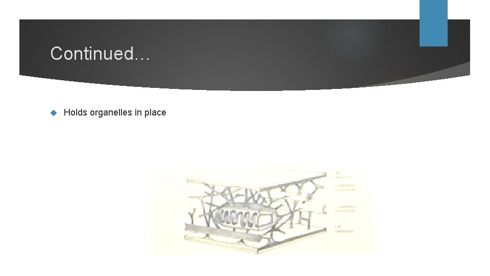 Continued… Holds organelles in place 