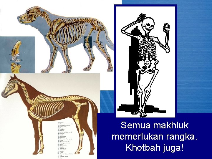 Semua makhluk memerlukan rangka. Khotbah juga! 