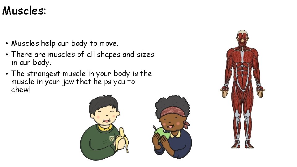 Muscles: • Muscles help our body to move. • There are muscles of all Muscles: • Muscles help our body to move. • There are muscles of all