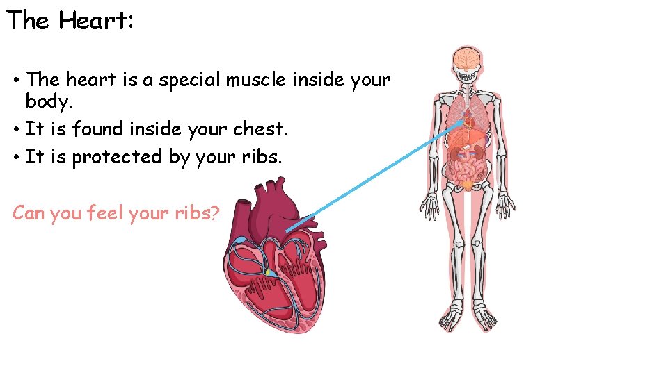 The Heart: • The heart is a special muscle inside your body. • It The Heart: • The heart is a special muscle inside your body. • It