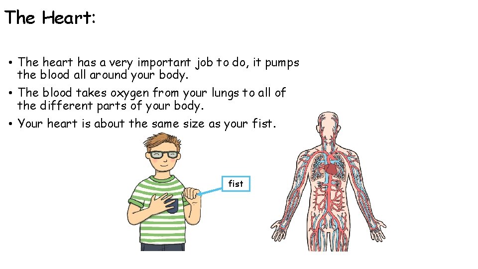 The Heart: • The heart has a very important job to do, it pumps The Heart: • The heart has a very important job to do, it pumps