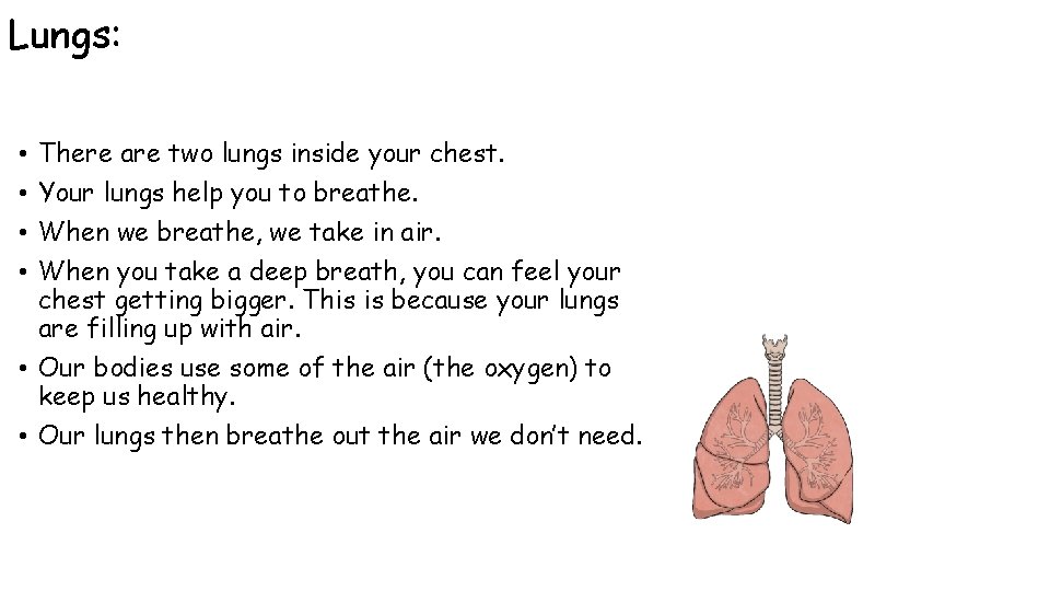 Lungs: There are two lungs inside your chest. Your lungs help you to breathe. Lungs: There are two lungs inside your chest. Your lungs help you to breathe.