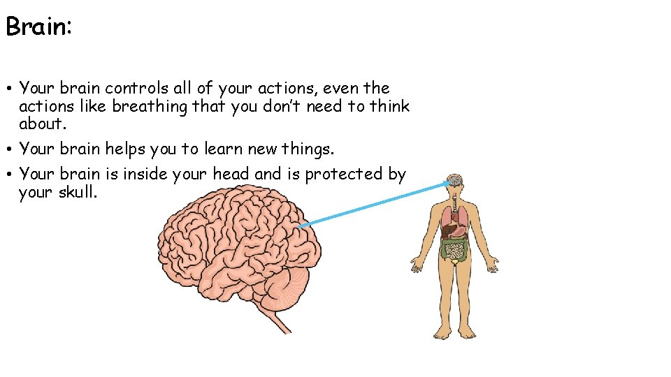 Brain: • Your brain controls all of your actions, even the actions like breathing Brain: • Your brain controls all of your actions, even the actions like breathing