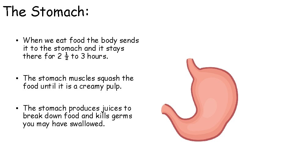 The Stomach: • When we eat food the body sends it to the stomach The Stomach: • When we eat food the body sends it to the stomach