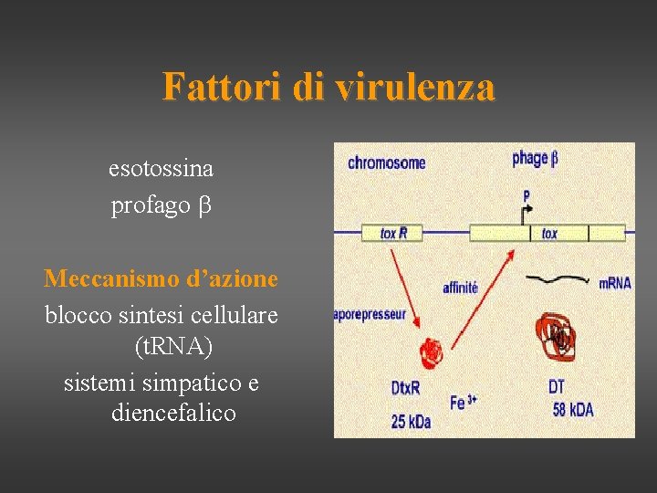 Fattori di virulenza esotossina profago b Meccanismo d’azione blocco sintesi cellulare (t. RNA) sistemi