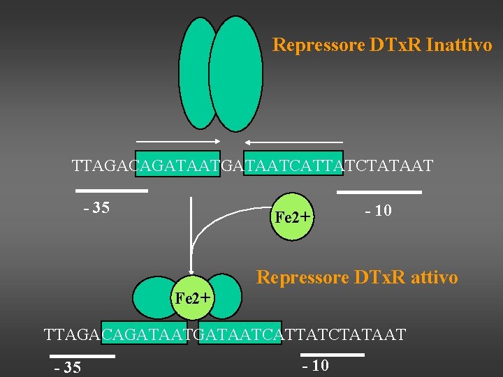 Repressore DTx. R Inattivo TTAGACAGATAATCATTATCTATAAT - 35 Fe 2+ - 10 Repressore DTx. R