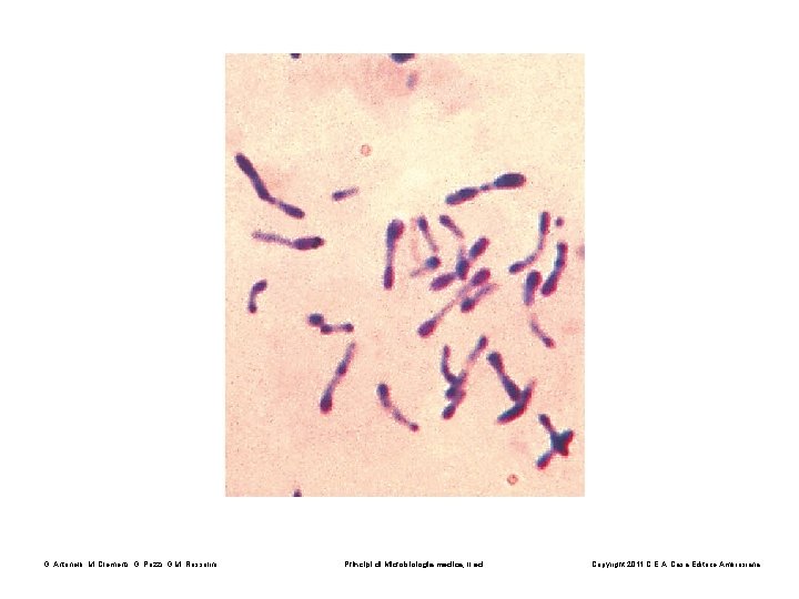 G. Antonelli, M. Clementi, G. Pozzi, G. M. Rossolini Principi di Microbiologia medica, II