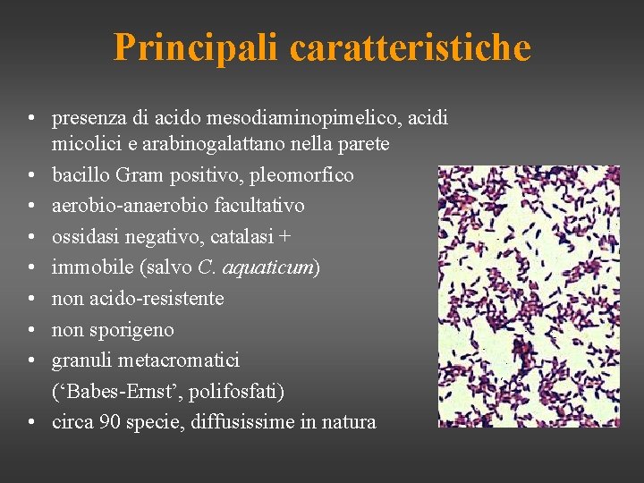 Principali caratteristiche • presenza di acido mesodiaminopimelico, acidi micolici e arabinogalattano nella parete •