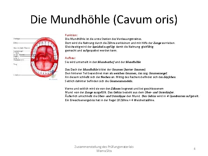 Die Mundhöhle (Cavum oris) Funktion: Die Mundhöhle ist die erste Station des Verdauungstraktes. Dort