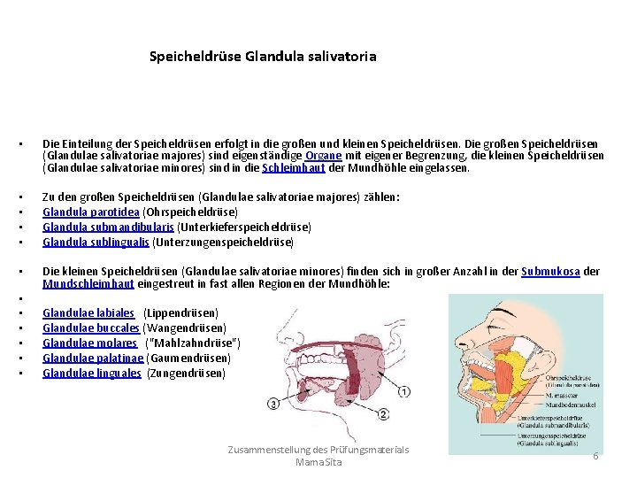 Speicheldrüse Glandula salivatoria • Die Einteilung der Speicheldrüsen erfolgt in die großen und kleinen