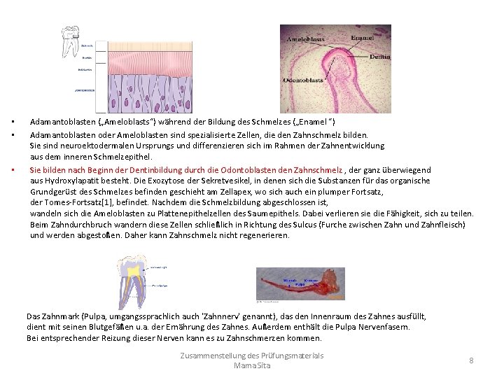 • • • Adamantoblasten („Ameloblasts“) während der Bildung des Schmelzes („Enamel “) Adamantoblasten