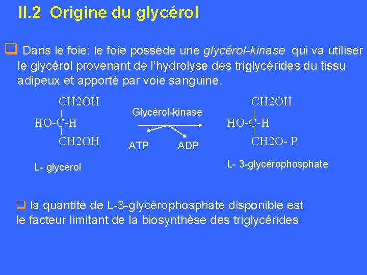 II. 2 Origine du glycérol q Dans le foie: le foie possède une glycérol-kinase
