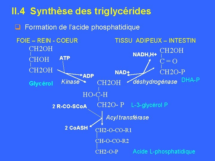 II. 4 Synthèse des triglycérides q Formation de l’acide phosphatidique FOIE – REIN -