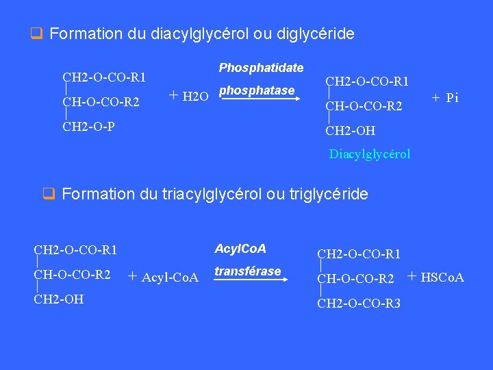 q Formation du diacylglycérol ou diglycéride Phosphatidate CH 2 -O-CO-R 1 CH-O-CO-R 2 +