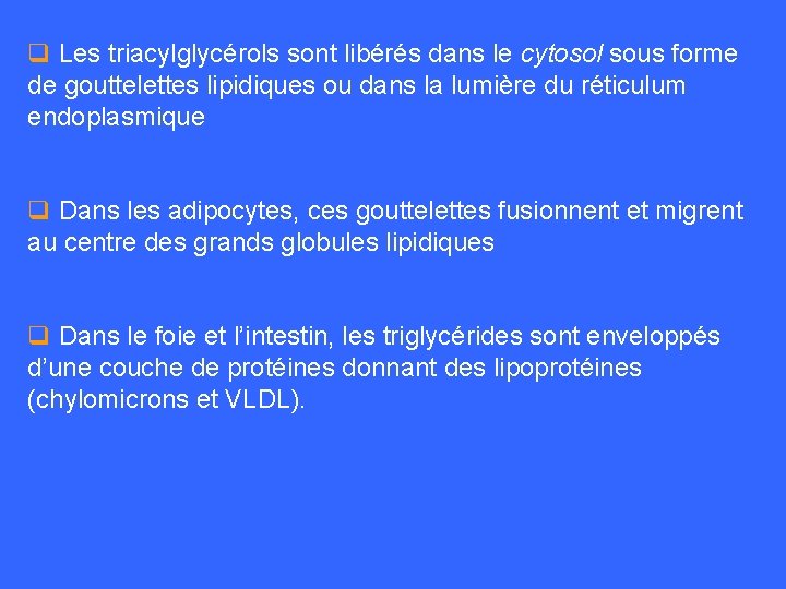 q Les triacylglycérols sont libérés dans le cytosol sous forme de gouttelettes lipidiques ou