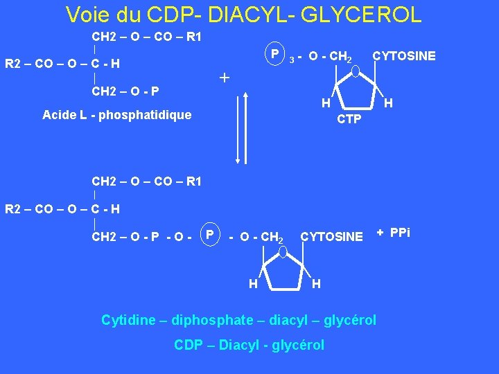 Voie du CDP- DIACYL- GLYCEROL CH 2 – O – CO – R 1