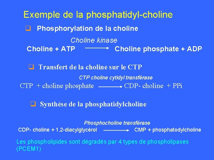 Exemple de la phosphatidyl-choline q Phosphorylation de la choline Choline kinase Choline + ATP