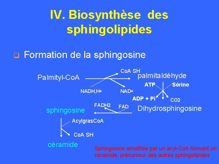 IV. Biosynthèse des sphingolipides q Formation de la sphingosine Co. A SH palmitaldéhyde Palmityl-Co.