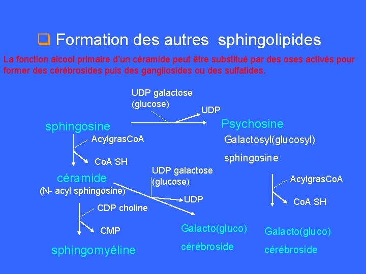 q Formation des autres sphingolipides La fonction alcool primaire d’un céramide peut être substitué