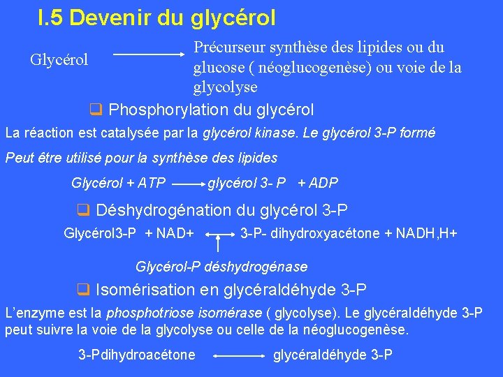 I. 5 Devenir du glycérol Précurseur synthèse des lipides ou du Glycérol glucose (