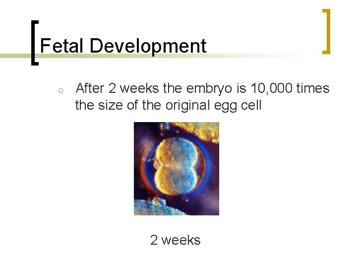 Fetal Development o After 2 weeks the embryo is 10, 000 times the size