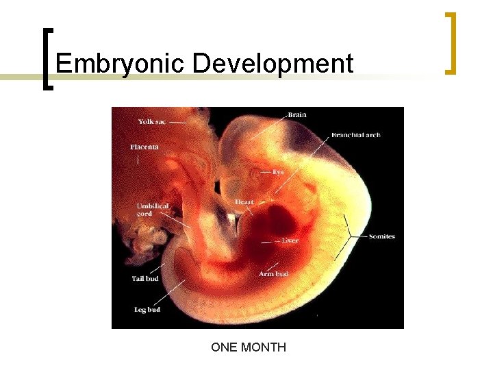 Embryonic Development ONE MONTH 
