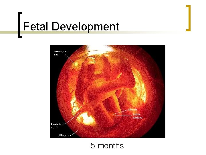 Fetal Development 5 months 