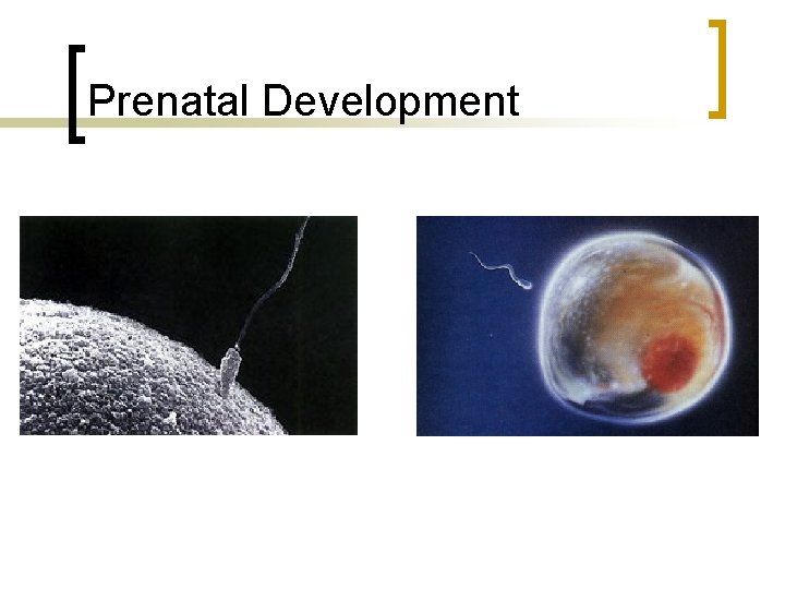 Prenatal Development 
