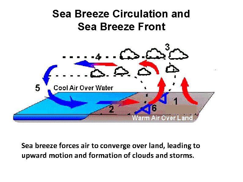 Sea Breeze Circulation and Sea Breeze Front Sea breeze forces air to converge over