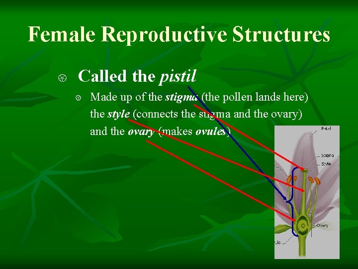 Female Reproductive Structures Called the pistil Made up of the stigma (the pollen lands