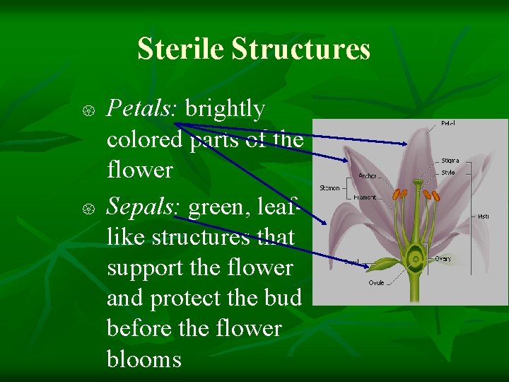 Sterile Structures Petals: brightly colored parts of the flower Sepals: green, leaflike structures that