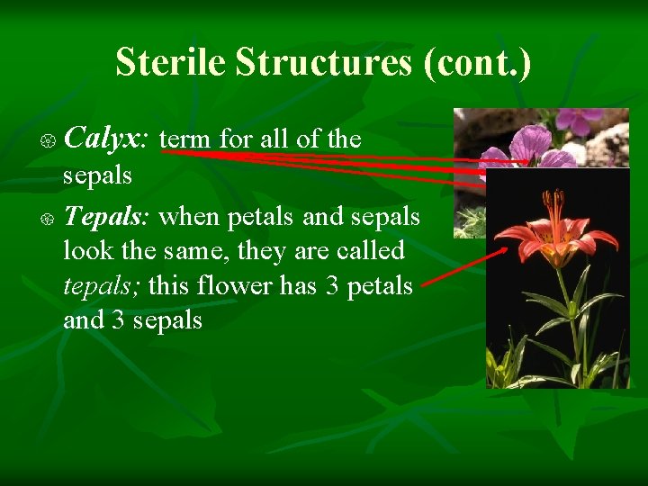Sterile Structures (cont. ) Calyx: term for all of the sepals Tepals: when petals