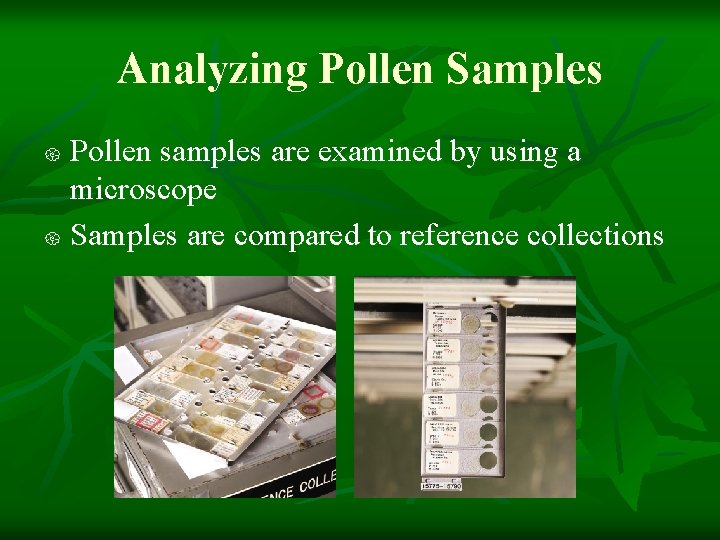 Analyzing Pollen Samples Pollen samples are examined by using a microscope Samples are compared